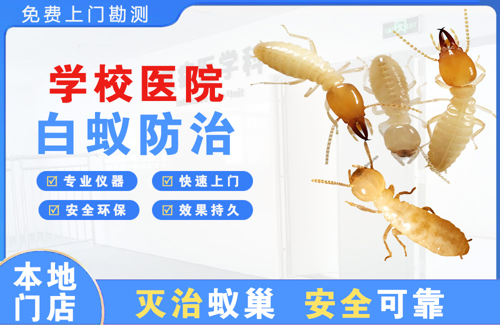 孝感学校医院白蚁防治